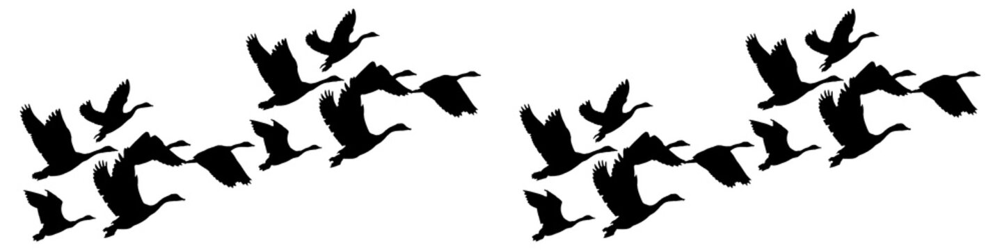 Silhouette of a flock of flying geese isolated on transparent background