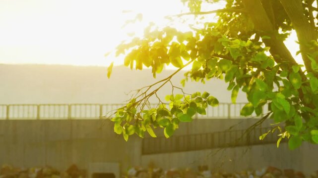 Sunlight filters through the leaves of a tree by a wall. Various objects are placed in view beneath the wall. This scene is captured in the afternoon with a bright ambiance.