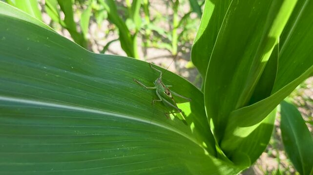 Sauterelle verte sur une feuille de ma&iuml;s dans un champ agricole