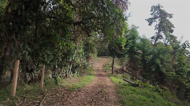rural dirt road path along forest fence line