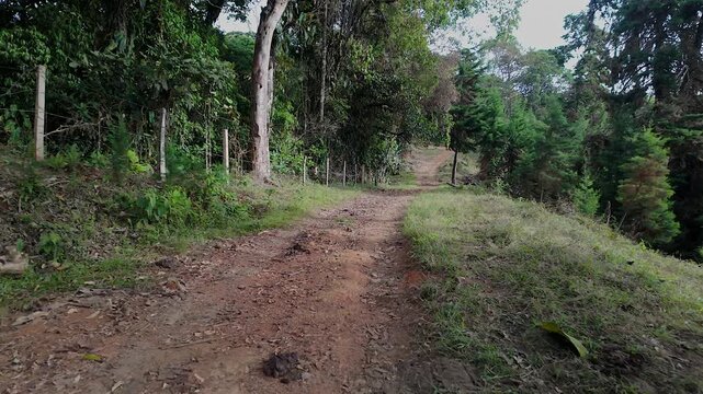 dirt road path alongside forest fence and trees