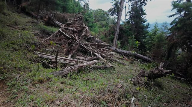 fallen trees on hillside with roots exposed