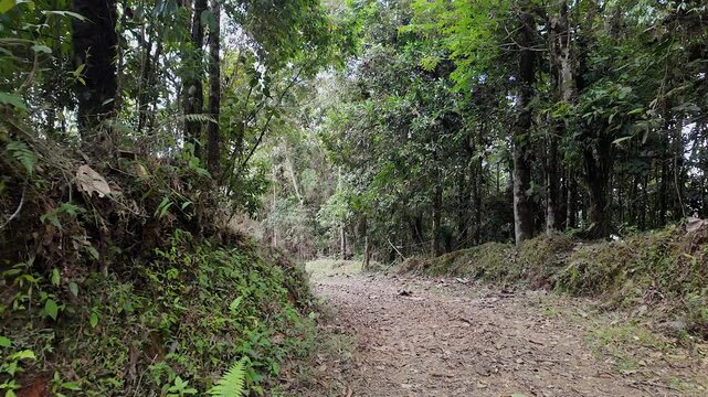 dirt road winding through lush green forest and trees