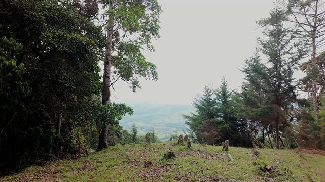 tree stumps in forest clearing with valley view