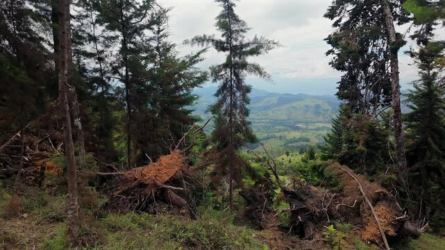 fallen trees in pine forest landscape with valley view
