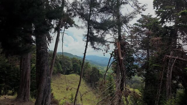 view of colombia mountains and forest through pine trees