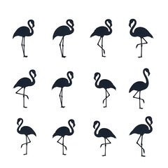 Obraz premium Collection of flamingo silhouettes in various poses with flamingo silhouette collection standing wildlife tropical isolated graceful