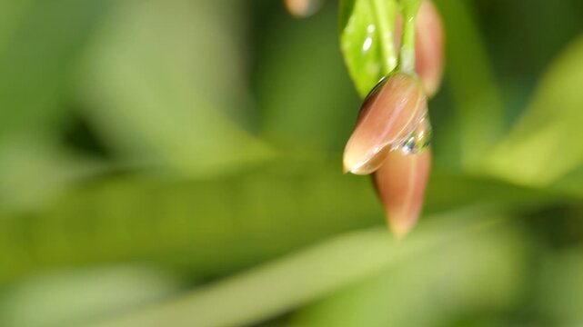 Close-Up of Water Droplet Dripping from Fairy Bell Flower Bud (Elaeocarpus grandiflorus)	