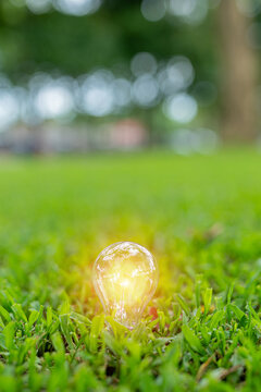 Light bulbs that grow, in the concept of energy in nature.