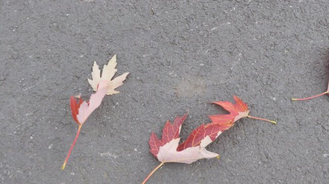 Red and yellow fallen autumn leaves on pavement blown by wind.&nbsp;