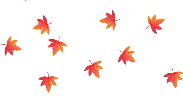 舞いながら落ちる紅葉のアニメーション　銀杏　もみじ　