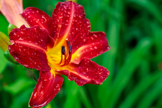 Close up of dark red daylily flower covered with water raindrops against blurred green foliage background, vibrant summer nature concept