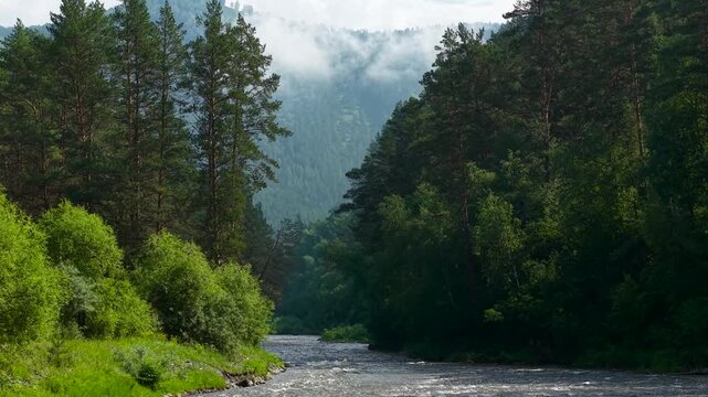A cinematic wide telephoto shot of a fast mountain river flowing through a dense green pine forest with misty layers of mountains. 