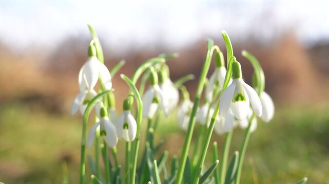 Snowdrops gently swaying in a soft spring breeze, captured from a very low angle in close-up with beautiful bokeh and warm sunlight on an early spring day.