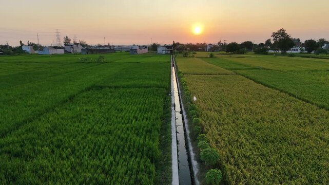 Aerial drone video tilting up over beautiful green and golden yellow rice fields. The agricultural landscape features a concrete road, a straight irrigation canal, and geometric crop patterns.