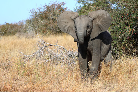 Afrikanischer Elefant / African elephant / Loxodonta africana