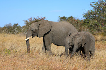 Fototapeta premium Afrikanischer Elefant / African elephant / Loxodonta africana