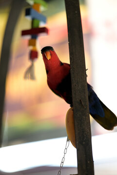 parrot