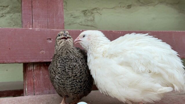 Two domestic pigeons resting together on weathered wooden planks; their soft plumage contrasts against the rustic backdrop, conveying a sense of calm companionship
