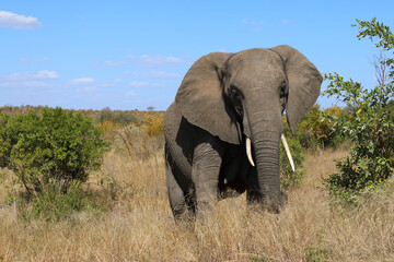 Fototapeta premium Afrikanischer Elefant / African elephant / Loxodonta africana