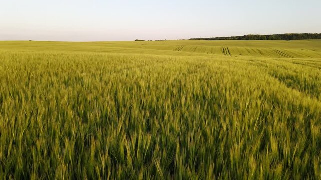 Aerial shot of vast green wheat field swaying in the wind under clear evening sky showing agrarian landscape and cultivation