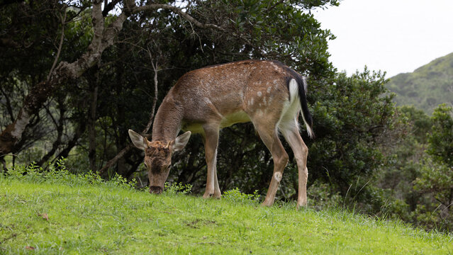 Veado selvagem pac&iacute;fico pastando na grama exuberante.