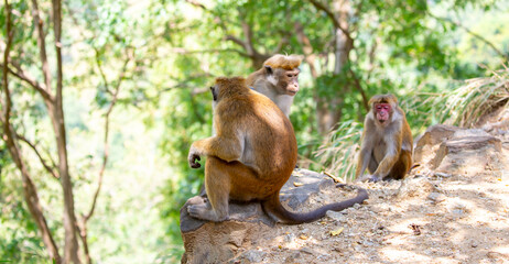 A macaque monkey sits on a tree in the jungle. Wildlife scene with wild animals. © Vera