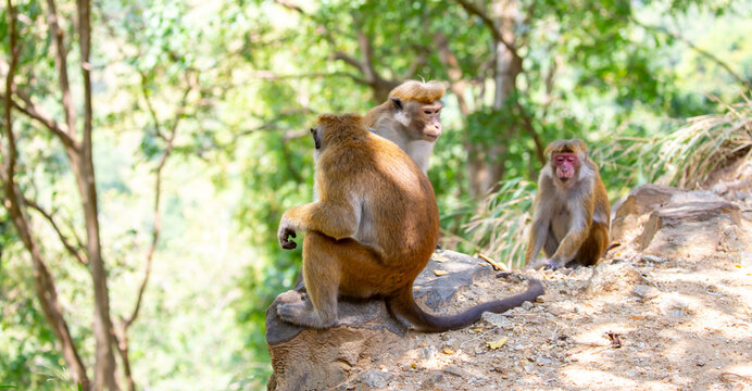A macaque monkey sits on a tree in the jungle. Wildlife scene with wild animals.