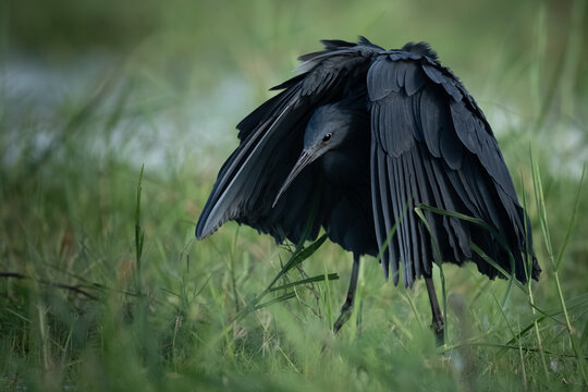 Black heron - the umbrella bird