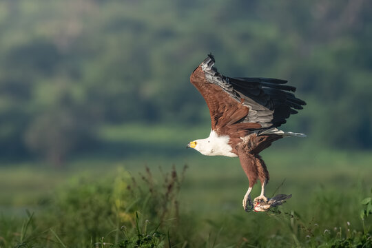 African fish eagle with prey