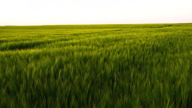 Beautiful landscape of a vibrant, gently swaying wheat field surrounded by vast farmland under the warm sun of spring