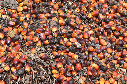 Palm oil