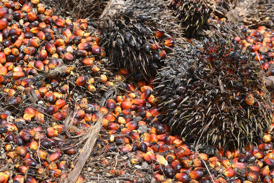 Palm oil