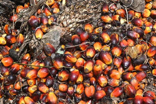 Palm oil