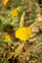 Yarrow medicinal plant. Yellow yarrow in bloom. Yarrow flowers, bush close-up. © Vera
