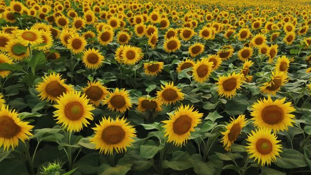 Beautiful agricultural field of sunflowers blooming in the summer season with yellow petals swaying in the wind under the sun