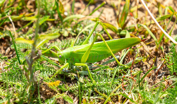 A green grasshopper sits in the grass on a bush. Great marsh grasshopper Stethophyma grossum, an endangered insect typical of wet meadows and marshes.