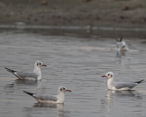 Fototapeta premium A group of seagull
