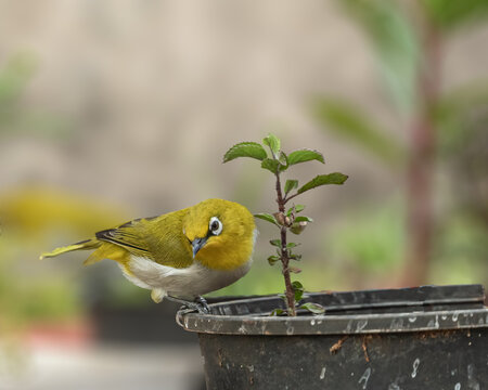 A Indian White Eye