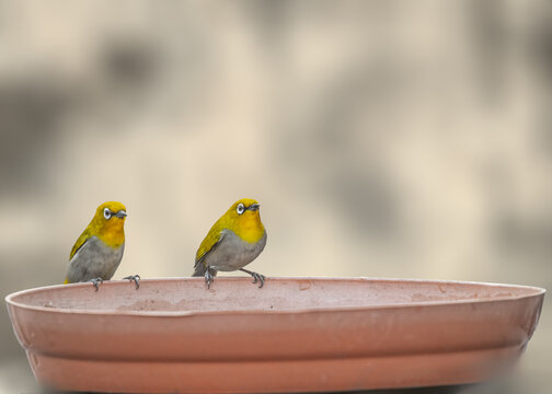A Indian White Eye