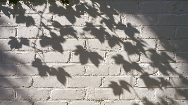 Tree Leaf Shadows Cast on White Brick Wall
