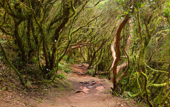 Hiking Trail Through Anaga Laurel Forest, Tenerife, Canary Islands