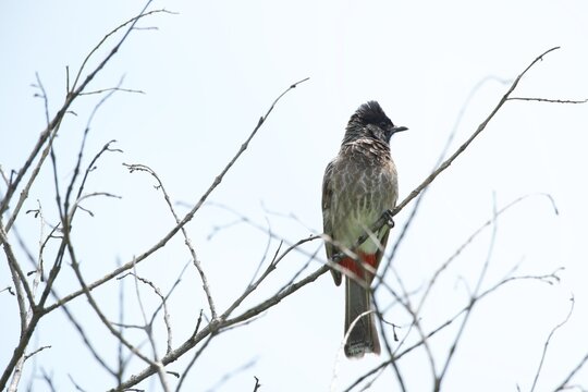 Red vented bulbul perched on dry tree branch against bright sky
