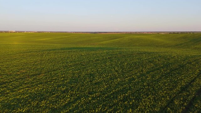 Aerial view of a green agriculture field flying over rolling hills with young sunflower seedlings at sunset