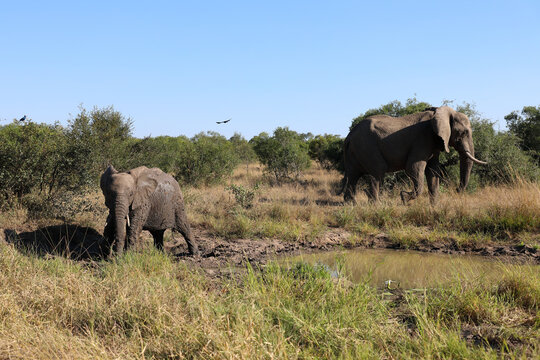 Afrikanischer Elefant im Schlamm / African elephant in the mud / Loxodonta africana