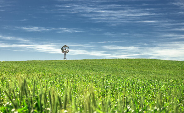 Green wheat fields with windpump and blue sky.