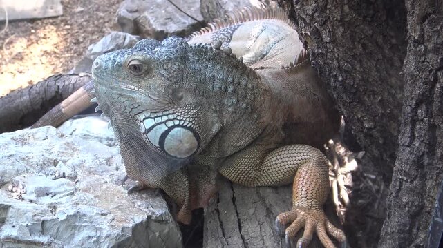iguana on the rock