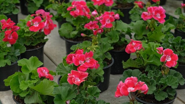 Closeup pink pelargonium flowers greenhouse, potted plants, lush green soft leaves, ideal for broll intro. Decorative Bright blossoms in greenhouse setting. Vivid pelargoniums. Beautiful Nature video