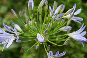 Fototapeta premium Agapanthus Flowers in Bloom Beautiful Floral Display
