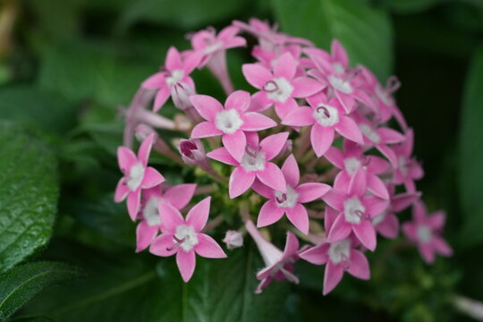Pink Pentas Flowers in Bloom Floral Photography